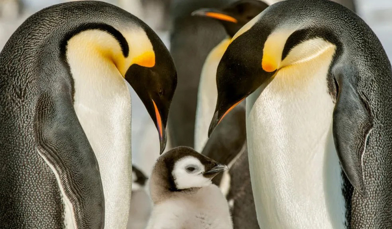 Experts say that emperor penguin chicks have suffered as a result of warmer seas